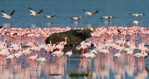 Home lake nakuru national park