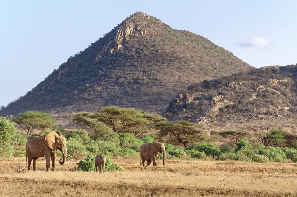 elephants, kenya, africa, samburu trails, samburu national reserve, savannah, nature, wildlife