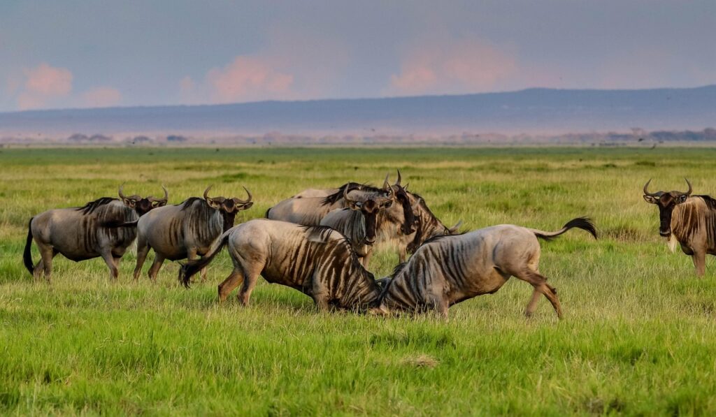 africa, kenya, amboseli, national park, safari, wildlife, nature, wilderness, landscape, savannah, wildebeest, amboseli, wildebeest, wildebeest, wildebeest, wildebeest, wildebeest