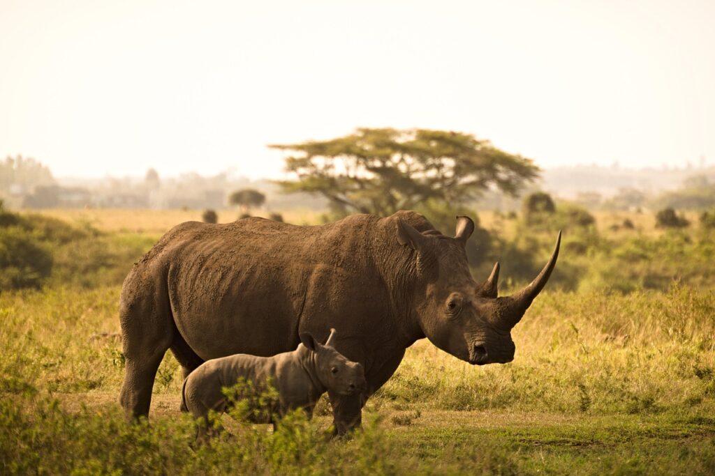 rhino, calf, horns, mother and child, animals, wild, wild animals, animal world, wilderness, wildlife, wildlife photography, pachyderms, rhinoceros, nairobi, national park, safari, kenya, mammal, family, nature, rhino, rhino, rhino, rhino, rhino, rhinoceros, rhinoceros