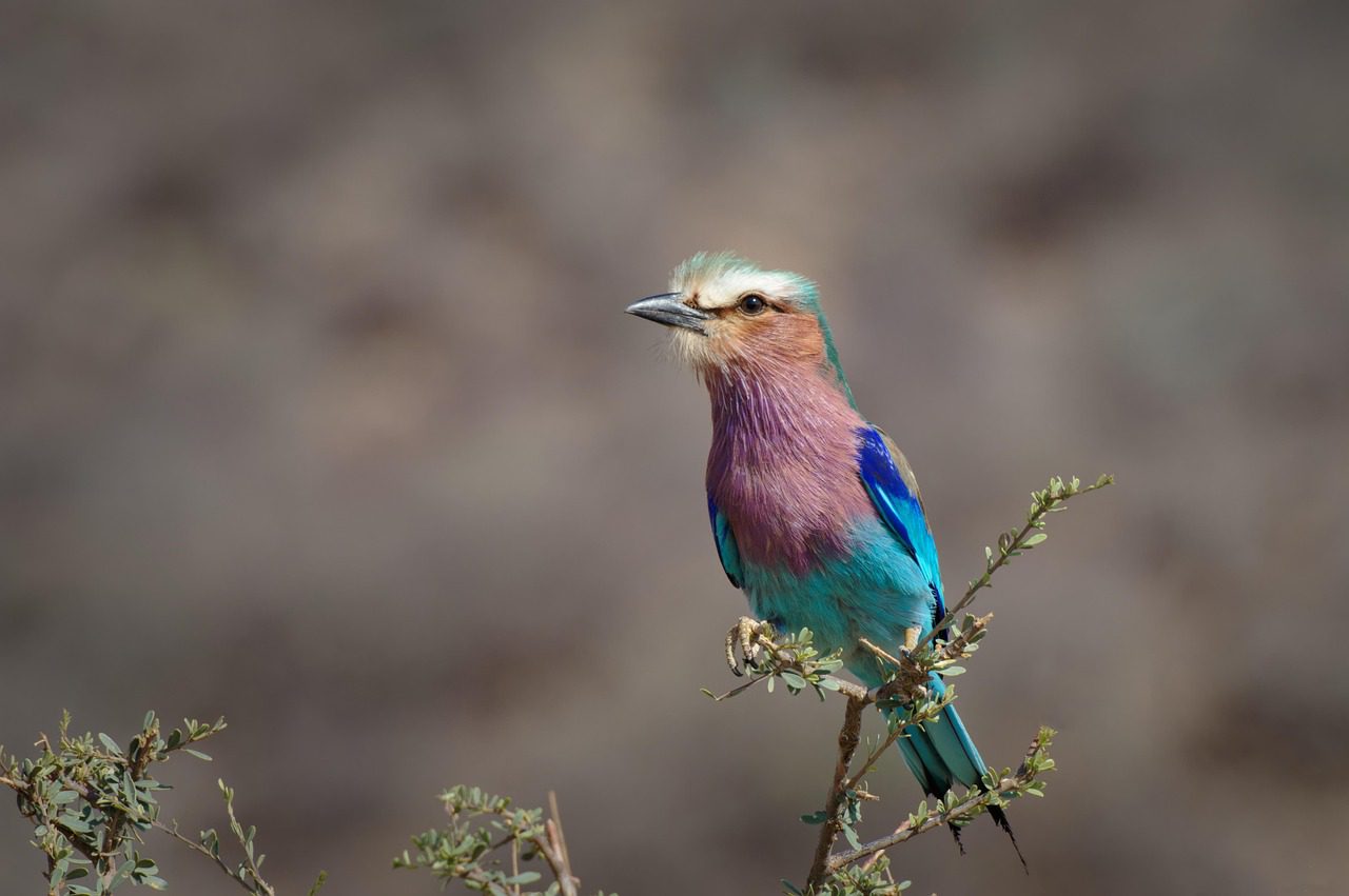 bird, long tail roller, fauna, kenya, samburu, long breast roller, nature, africa, rollier