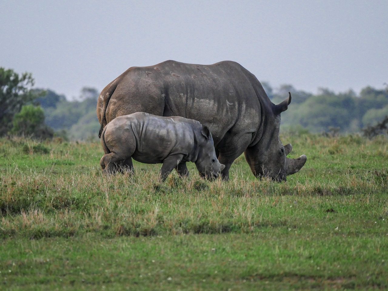 rhino, cub, wolf down, savannah, white rhinoceros, rhinoceros, graze, infant, young, pachyderm, big game, wild animal, impressive, safari, ol pejeta conservancy, kenya, africa, nature, grass, national park, wild, wilderness, freedom, white rhino, mammal