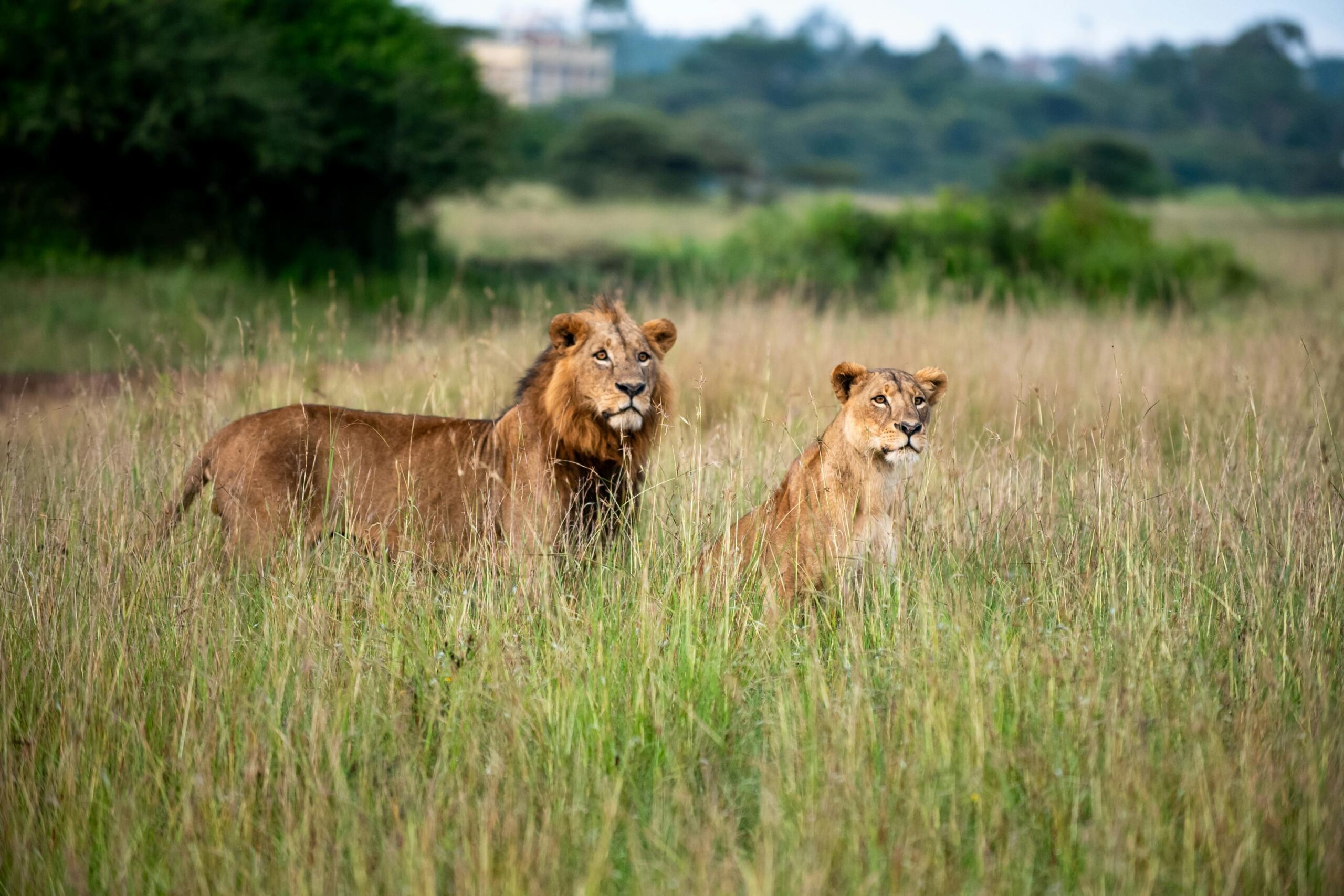 Two lions stand majestically in the grasslands of Nairobi National Park, Kenya.