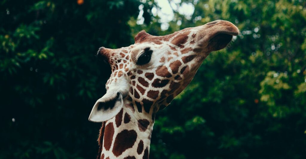 A detailed close-up of a giraffe in a lush, green environment, showcasing its long neck and unique patterns.